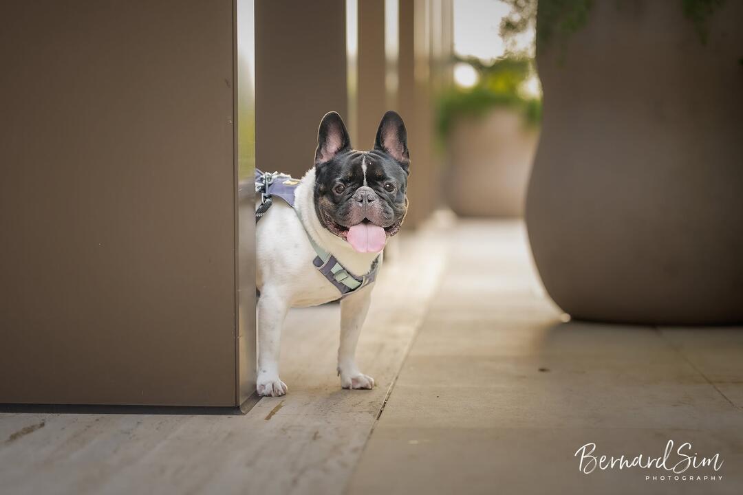 Beautiful Dog Photography in Singapore