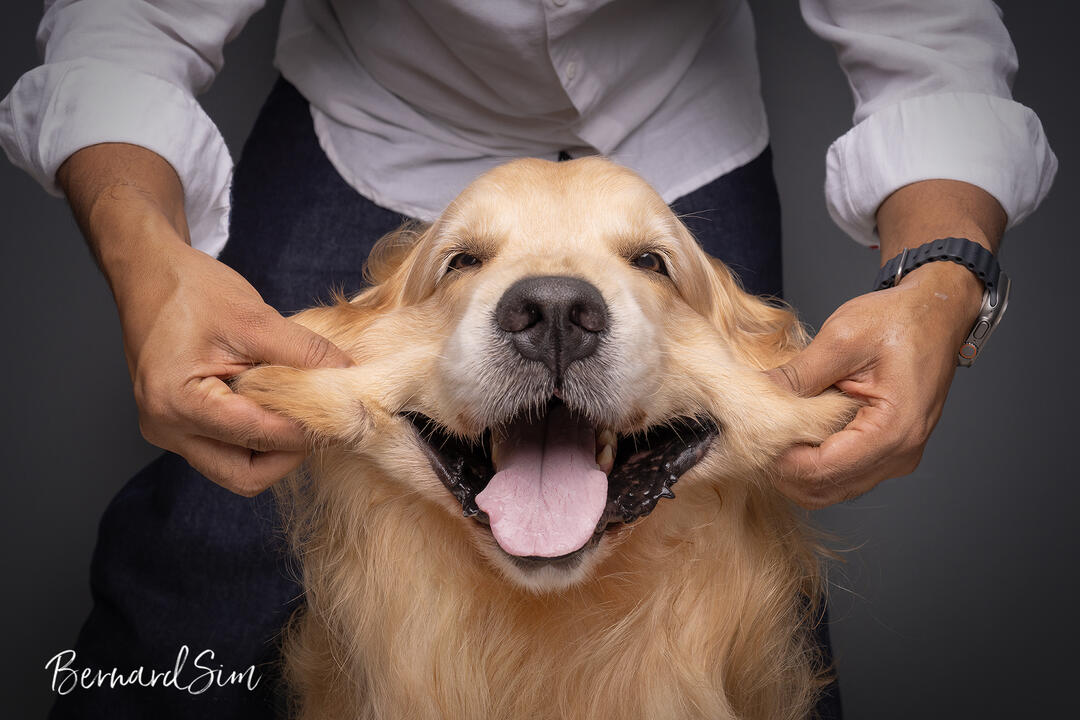 Capture Pet Portrait in Singapore